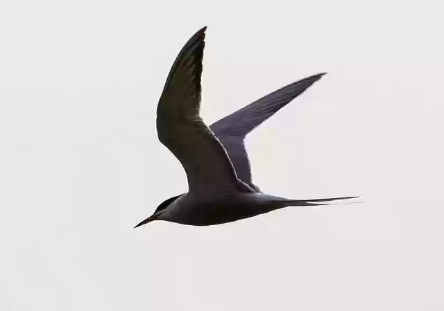 Free download Arctic Turn Flight Silhouette Sea -  free photo or picture to be edited with GIMP online image editor