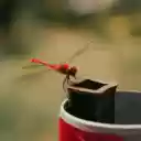 A red dragonfly on a can  screen for extension Chrome web store in OffiDocs Chromium