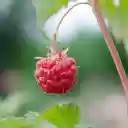 A red raspberry  screen for extension Chrome web store in OffiDocs Chromium