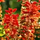 A Resplendent Stand of Salvia splendens  screen for extension Chrome web store in OffiDocs Chromium