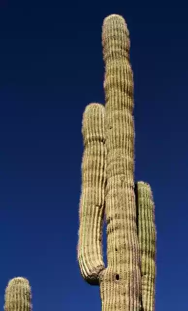 Free download Arizona Saguaro Cactus -  free photo or picture to be edited with GIMP online image editor