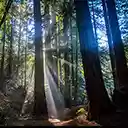 Armstrong Woods  screen for extension Chrome web store in OffiDocs Chromium