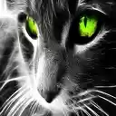 Art Cat  screen for extension Chrome web store in OffiDocs Chromium