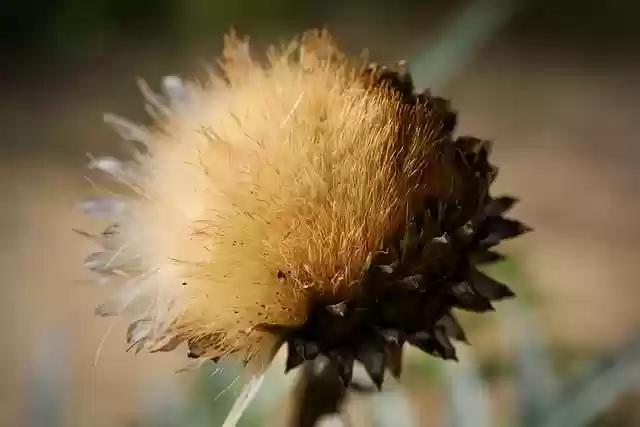 Free download artichoke artichoke hay seeds free picture to be edited with GIMP free online image editor