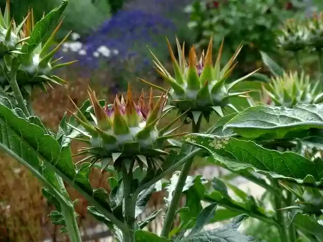 Free download Artichoke Plant Healthy -  free photo or picture to be edited with GIMP online image editor