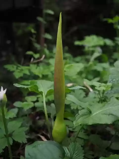 Free download arum plant poisonous arum plant free picture to be edited with GIMP free online image editor