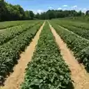 Asia Farming  screen for extension Chrome web store in OffiDocs Chromium