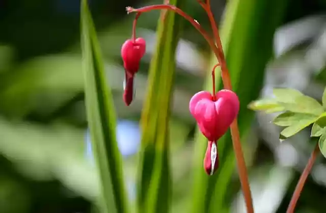 Free download asian bleeding heart free picture to be edited with GIMP free online image editor