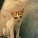 A small orange and white kitten sitting on the ground  screen for extension Chrome web store in OffiDocs Chromium