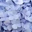 A Soft Azure Hydrangea Cluster  screen for extension Chrome web store in OffiDocs Chromium