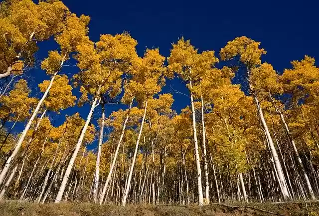 Free download Aspens Santa Fe Fall -  free photo or picture to be edited with GIMP online image editor