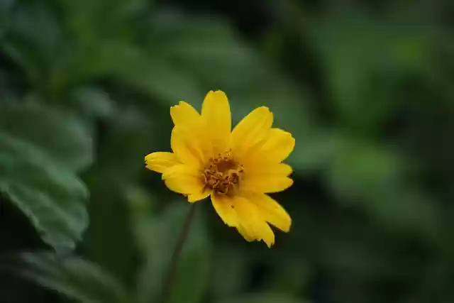 Gratis download aspilia bloem gele bloem gratis foto om te bewerken met GIMP gratis online afbeeldingseditor