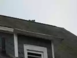 Free download A Squirrel on Top of the House! free photo or picture to be edited with GIMP online image editor