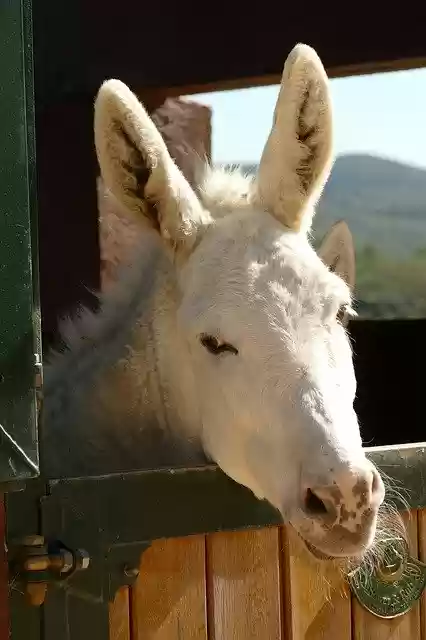 Free download Ass Mammal Fauna -  free free photo or picture to be edited with GIMP online image editor