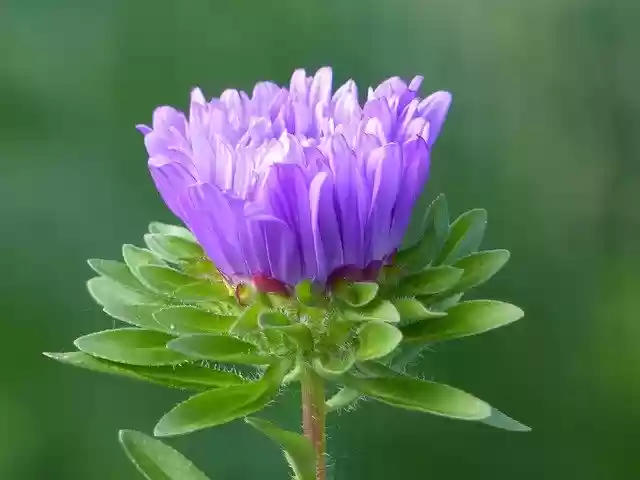 Free download Aster Blue Flower -  free photo or picture to be edited with GIMP online image editor