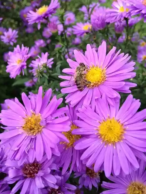 Free download Aster Herbstaster Garden -  free photo or picture to be edited with GIMP online image editor