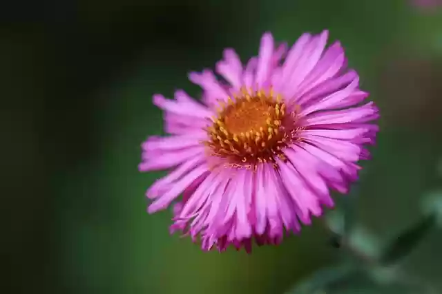 Free download aster new england aster flower free picture to be edited with GIMP free online image editor