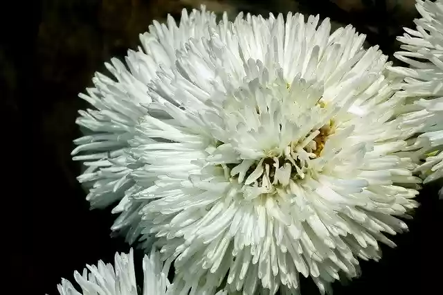 Free download Astra Flowers White -  free photo or picture to be edited with GIMP online image editor