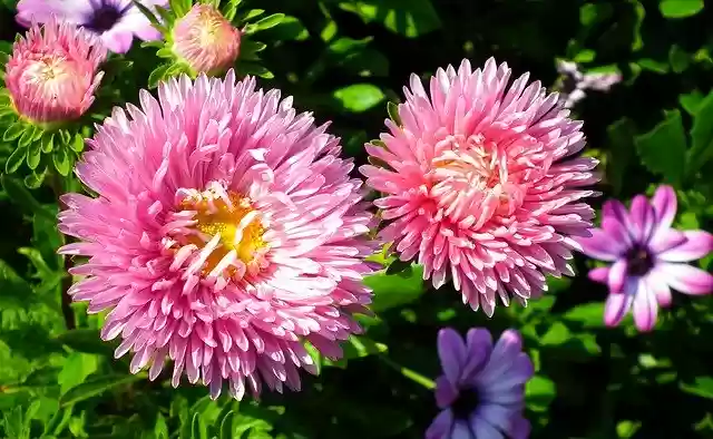 Free download Astra Pink Garden -  free photo or picture to be edited with GIMP online image editor