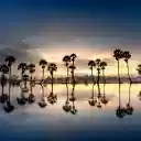 a sunset with palm trees silhouetted against  screen for extension Chrome web store in OffiDocs Chromium