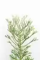 Free download Athanasia plant free photo or picture to be edited with GIMP online image editor