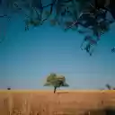 A Tree in a Serene Landscape  screen for extension Chrome web store in OffiDocs Chromium
