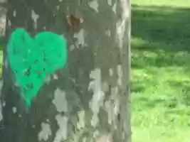 Free download A Tree Trunk with a Green Heart free photo or picture to be edited with GIMP online image editor