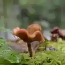 Attractive mushrooms on moss  screen for extension Chrome web store in OffiDocs Chromium