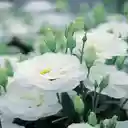 Auspicious flowers wallpapers  screen for extension Chrome web store in OffiDocs Chromium