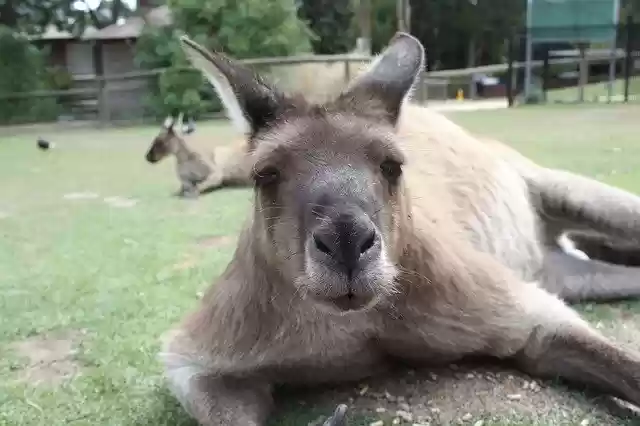 Free download Australia Animal World -  free photo or picture to be edited with GIMP online image editor