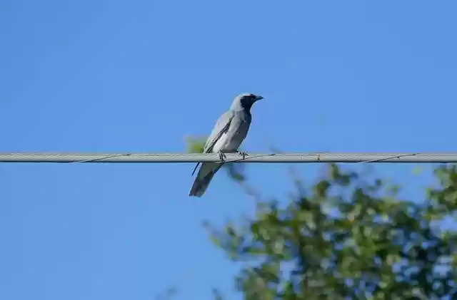 تحميل مجاني Australian Bird Native Black Faced - صورة مجانية أو صورة ليتم تحريرها باستخدام محرر الصور عبر الإنترنت GIMP