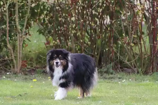 Free download Australian Shepherd Berger Race -  free photo or picture to be edited with GIMP online image editor