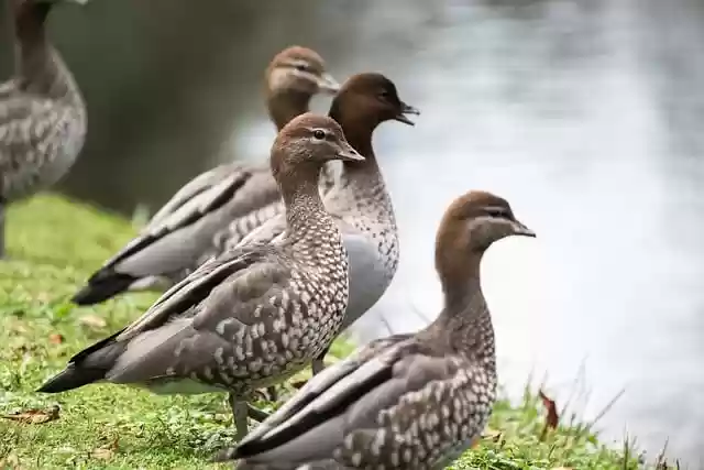 Free download australian wood ducks ducks birds free picture to be edited with GIMP free online image editor