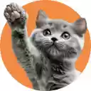 Auto Catslap  screen for extension Chrome web store in OffiDocs Chromium