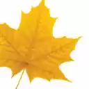 AutoLog Laurier  screen for extension Chrome web store in OffiDocs Chromium