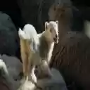 Auto Reject Cookies  screen for extension Chrome web store in OffiDocs Chromium