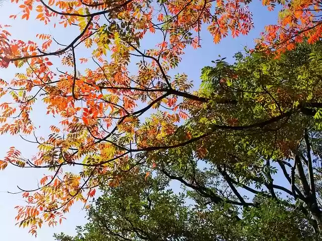 Free download Autumnal Leaves Sky Leaf -  free photo or picture to be edited with GIMP online image editor