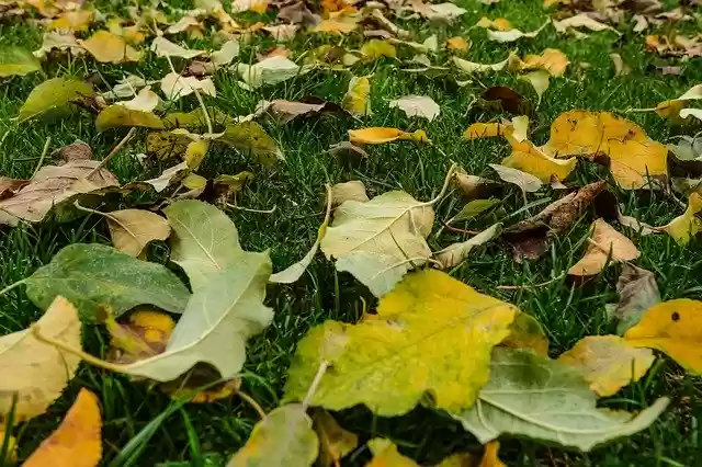 Free download Autumn Alone Leaves -  free free photo or picture to be edited with GIMP online image editor