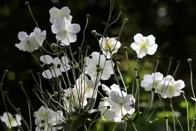Free download autumn anemones white flowers free picture to be edited with GIMP free online image editor