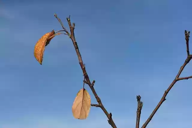 Free download Autumn Apple Tree Sheet -  free photo or picture to be edited with GIMP online image editor