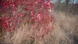 Free download Autumn Background Beautiful -  free video to be edited with OpenShot online video editor