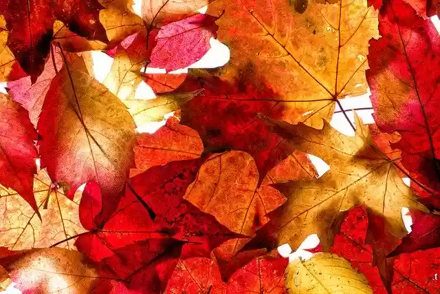 Free download Autumn Background Leaves -  free photo or picture to be edited with GIMP online image editor