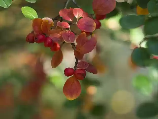 Free download Autumn Berry Red In The Fall -  free free photo or picture to be edited with GIMP online image editor