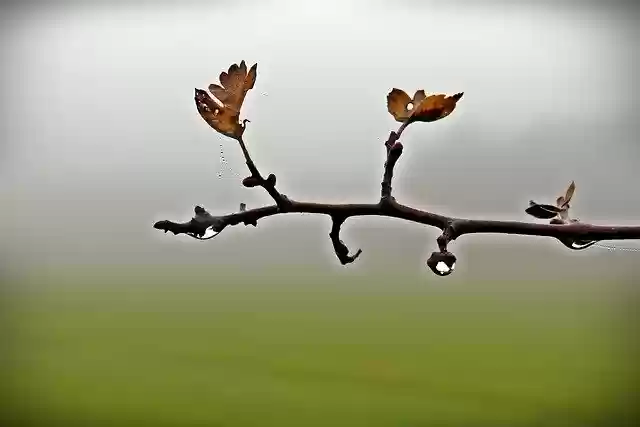 Free download Autumn Branch Drop Of Water Fall -  free free photo or picture to be edited with GIMP online image editor
