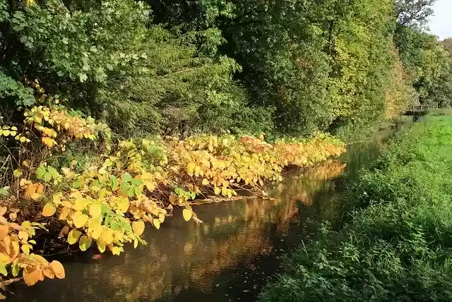 Free download Autumn Brook Bridge -  free photo or picture to be edited with GIMP online image editor