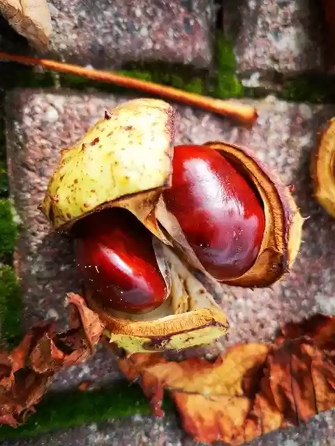 Free download Autumn Chestnut Beautiful -  free photo or picture to be edited with GIMP online image editor