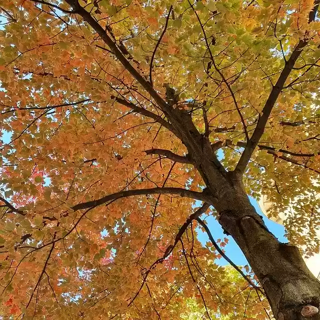 Free download Autumn City -  free free photo or picture to be edited with GIMP online image editor