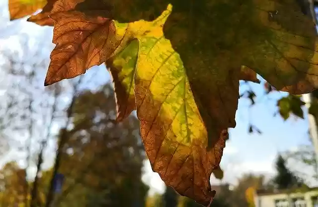 Free download Autumn Colored -  free photo or picture to be edited with GIMP online image editor