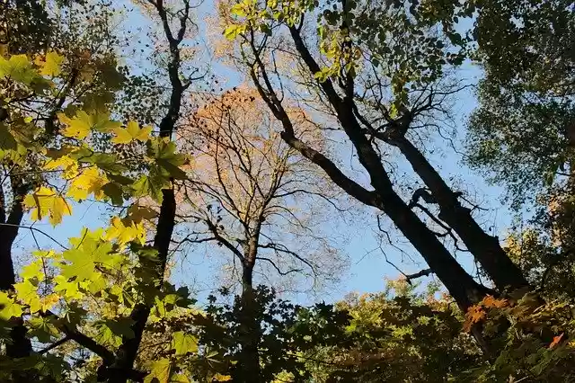 Free download Autumn Colors Tree -  free free photo or picture to be edited with GIMP online image editor