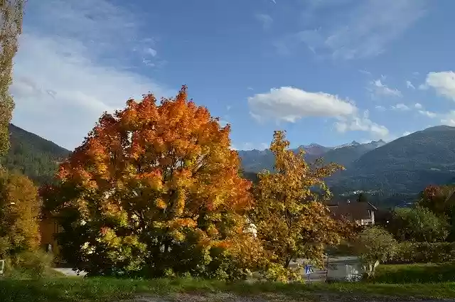 Free download Autumn Colors Tree Fall -  free free photo or picture to be edited with GIMP online image editor